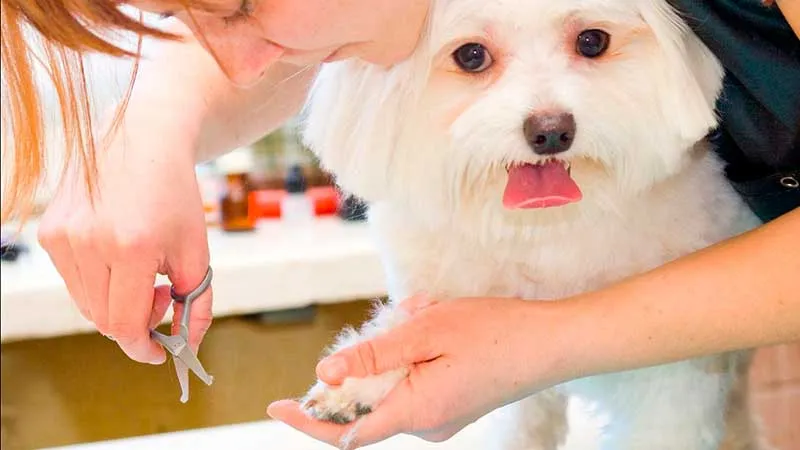 Dog grooming franchise new arrivals