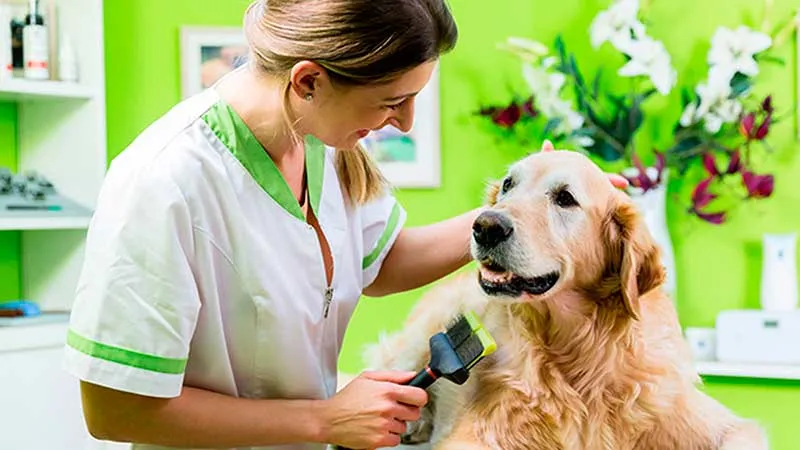 The Top 10 Pet Franchise Opportunities in the UK in 2022